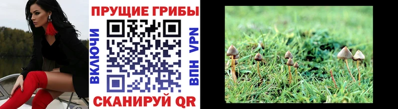 Галлюциногенные грибы Psilocybine cubensis  закладка  kraken tor  Великий Новгород 